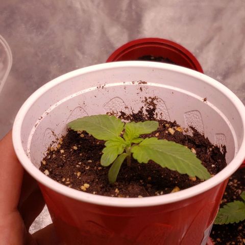 Gorilla Glue growlog timeline photo