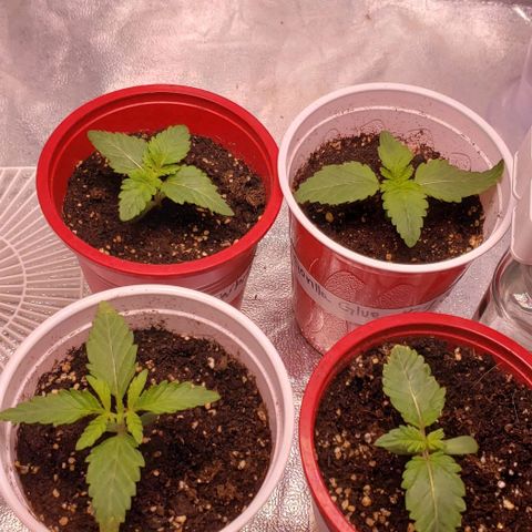 Gorilla Glue growlog timeline photo