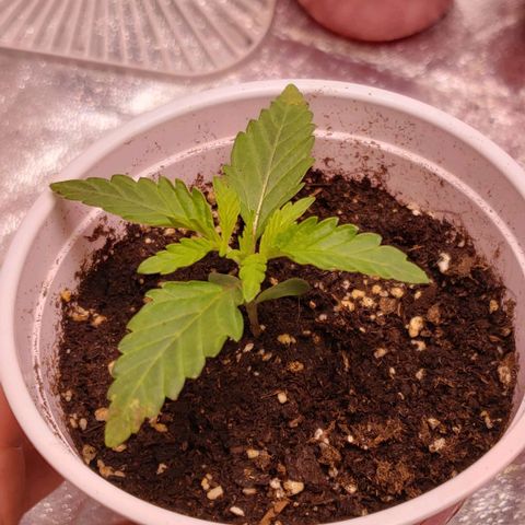 Blueberry growlog timeline photo