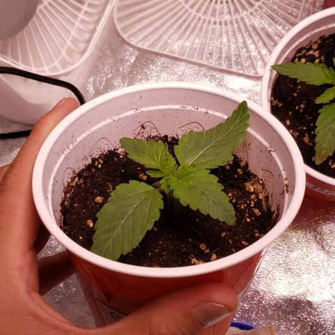Gorilla Glue growlog timeline photo