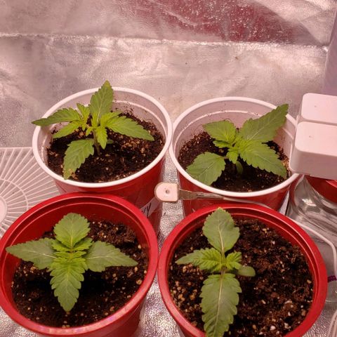 Gorilla Glue growlog timeline photo