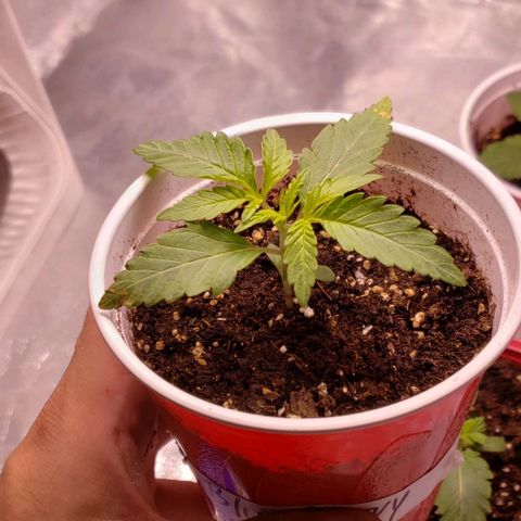 Blueberry growlog timeline photo