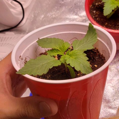 Gorilla Glue growlog timeline photo