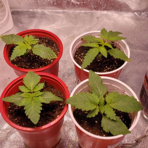 Gorilla Glue growlog timeline photo