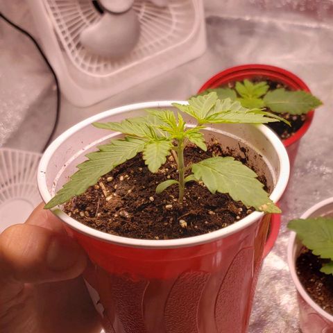 Blueberry growlog timeline photo