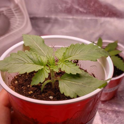 Gorilla Glue growlog timeline photo