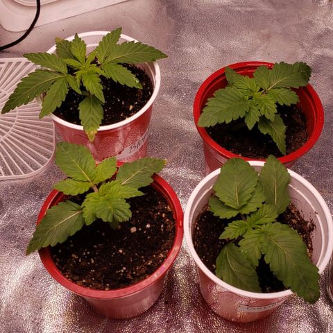 Gorilla Glue growlog timeline photo