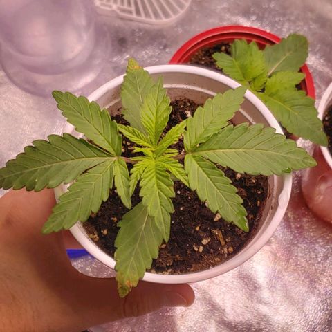 Blueberry growlog timeline photo