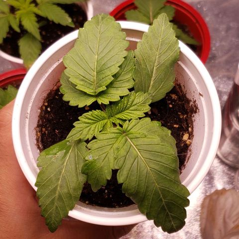 Gorilla Glue growlog timeline photo
