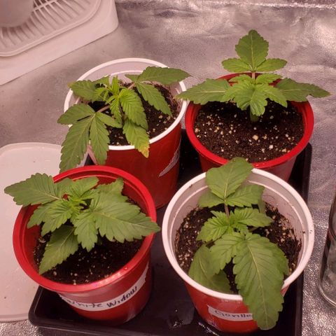 Gorilla Glue growlog timeline photo