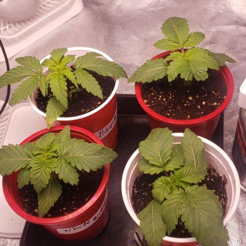 Gorilla Glue growlog photo: Cuando prendio luz denuevo