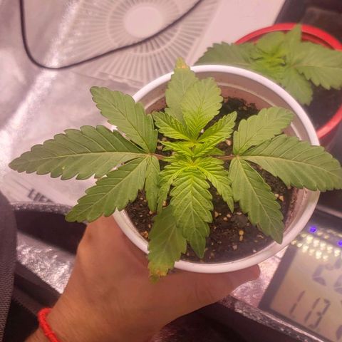 Blueberry growlog timeline photo