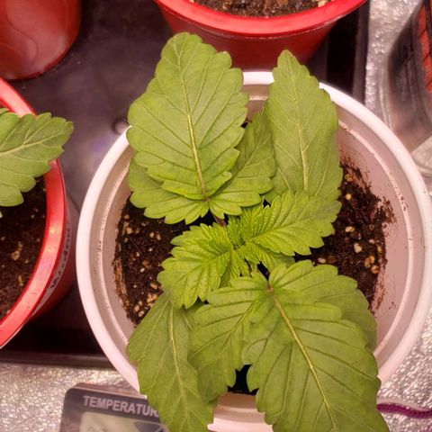 Gorilla Glue growlog timeline photo