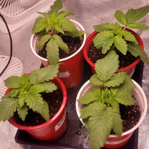 Gorilla Glue growlog timeline photo