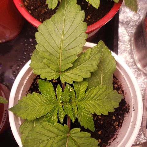 Gorilla Glue growlog timeline photo