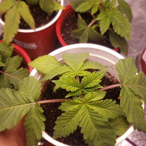 Gorilla Glue growlog timeline photo