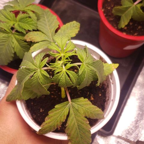 Blueberry growlog timeline photo