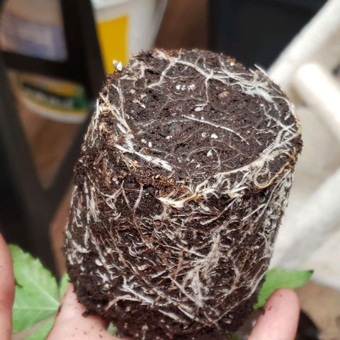 Blueberry growlog timeline photo