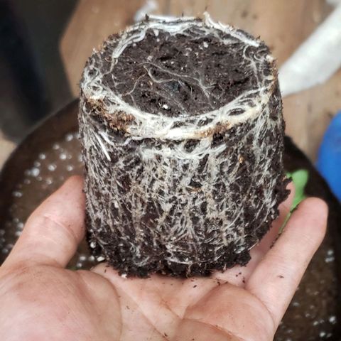 Gorilla Glue growlog timeline photo