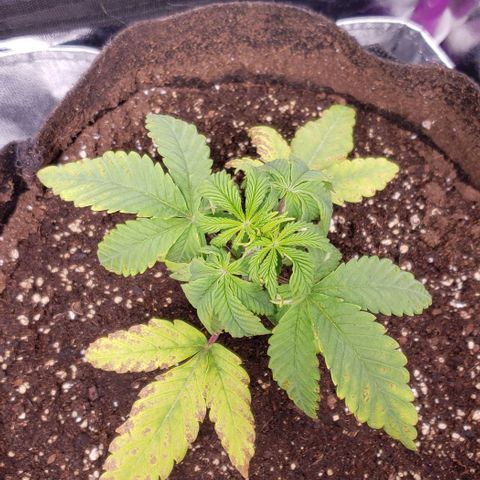 Blueberry growlog timeline photo