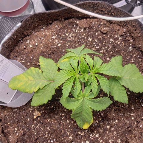 Gorilla Glue growlog timeline photo