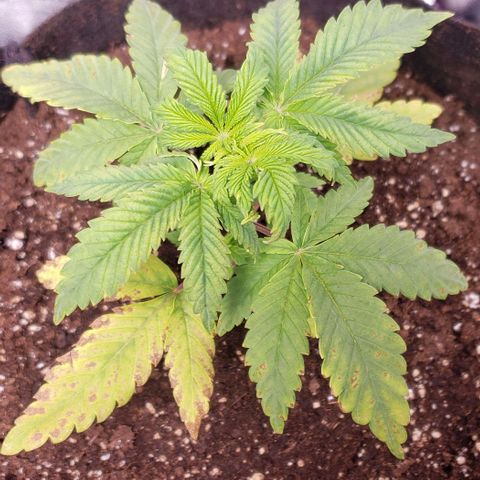 Blueberry growlog timeline photo