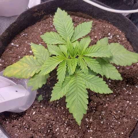 Gorilla Glue growlog timeline photo