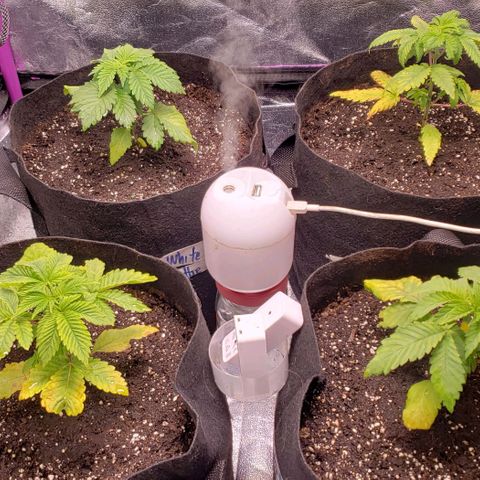 Gorilla Glue growlog timeline photo