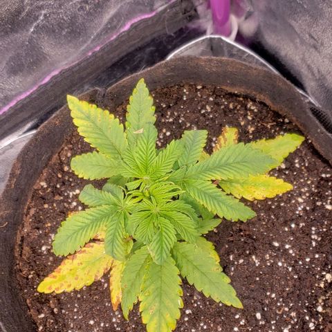 Blueberry growlog timeline photo