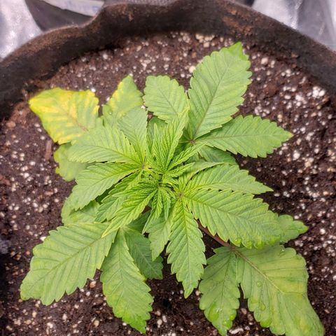 Gorilla Glue growlog timeline photo