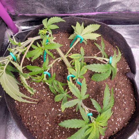 Blueberry growlog timeline photo