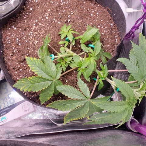 Gorilla Glue growlog timeline photo