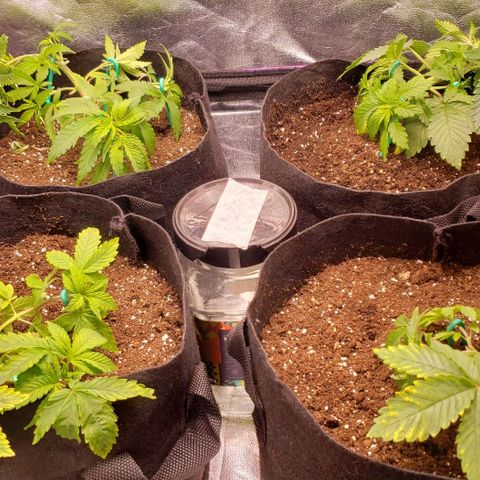 Gorilla Glue growlog timeline photo