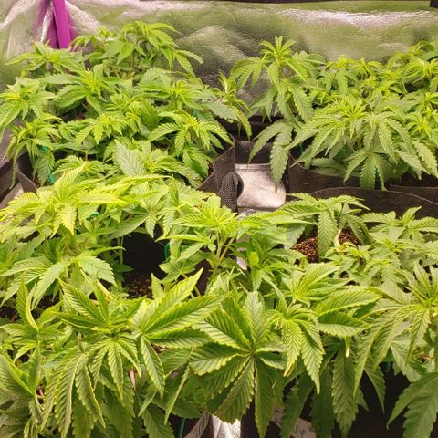 Gorilla Glue growlog timeline photo