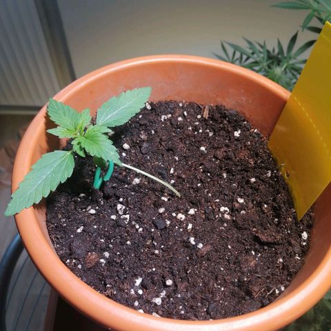 Sensi Skunk automatic  growlog photo: LST beginnt 