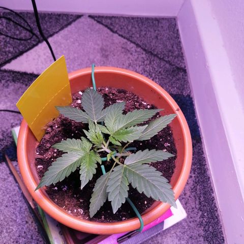 Sensi Skunk automatic  growlog photo: LST, macht sich gut 