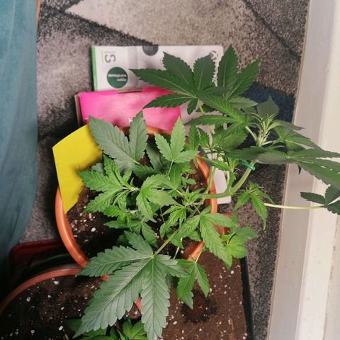 Sensi Skunk automatic  growlog photo: Zeigt Anzeichen für die vorblüte 
