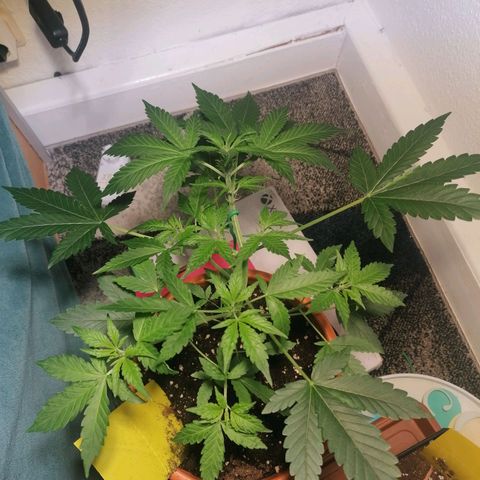 Sensi Skunk automatic  growlog timeline photo
