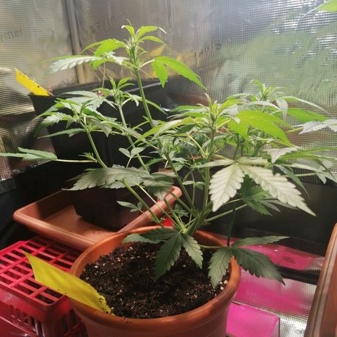 Sensi Skunk automatic  growlog timeline photo