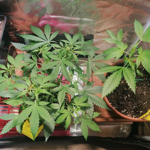 Sensi Skunk automatic  growlog timeline photo