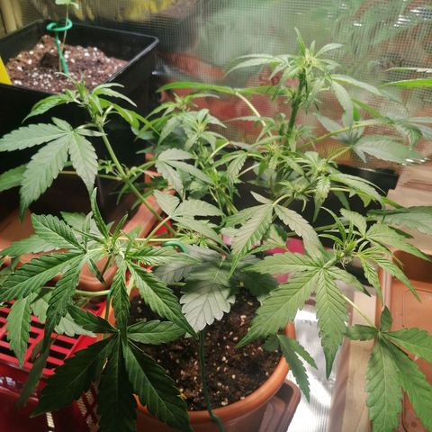 Sensi Skunk automatic  growlog timeline photo