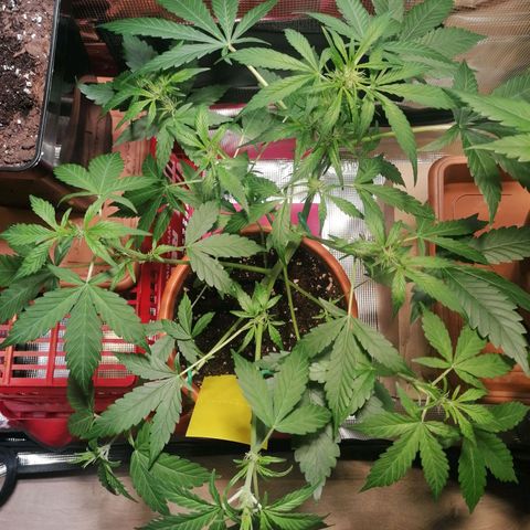 Sensi Skunk automatic  growlog timeline photo