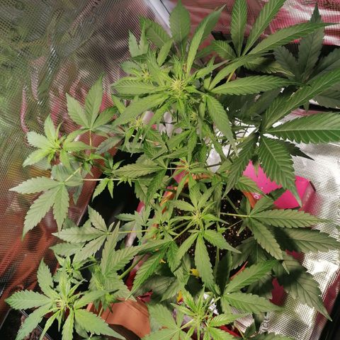 Sensi Skunk automatic  growlog timeline photo