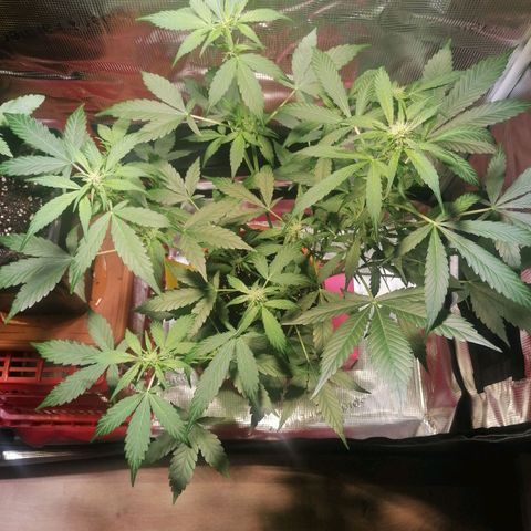 Sensi Skunk automatic  growlog photo: Höhe 47 cm 