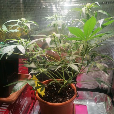 Sensi Skunk automatic  growlog photo: Höhe 47 cm 
