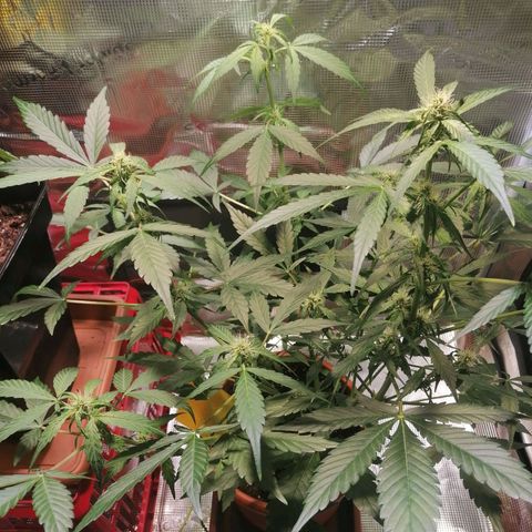 Sensi Skunk automatic  growlog timeline photo