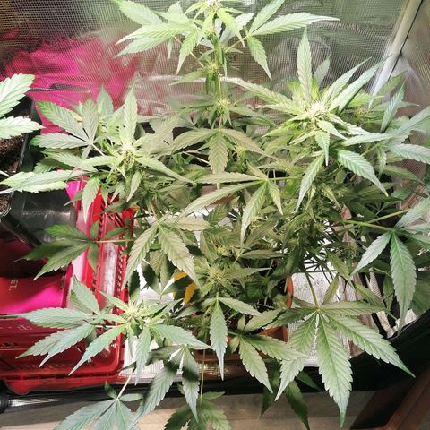 Sensi Skunk automatic  growlog timeline photo