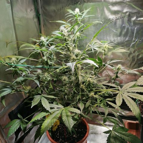 Sensi Skunk automatic  growlog timeline photo