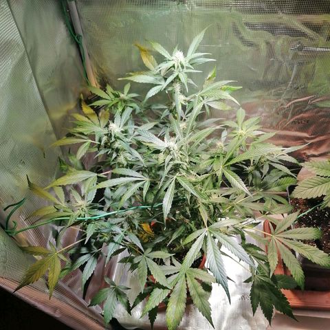 Sensi Skunk automatic  growlog timeline photo