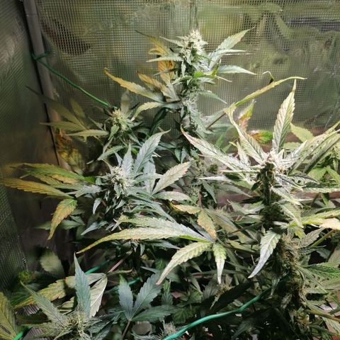 Sensi Skunk automatic  growlog timeline photo